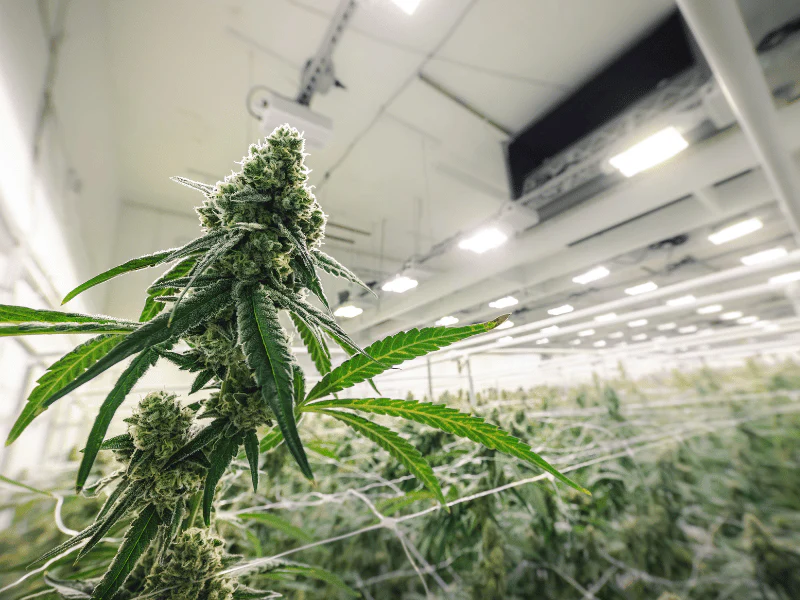 Lab Technician with Mother Plants