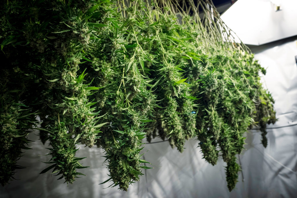 Cannabis Drying Room