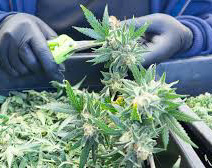 Hand Trimming Cannabis